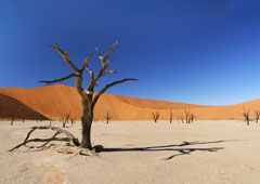 dode boom in de woestijn