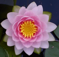 6.gif